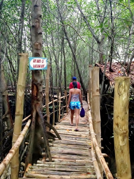 bamboo bridge + mangrove trees on both sides
